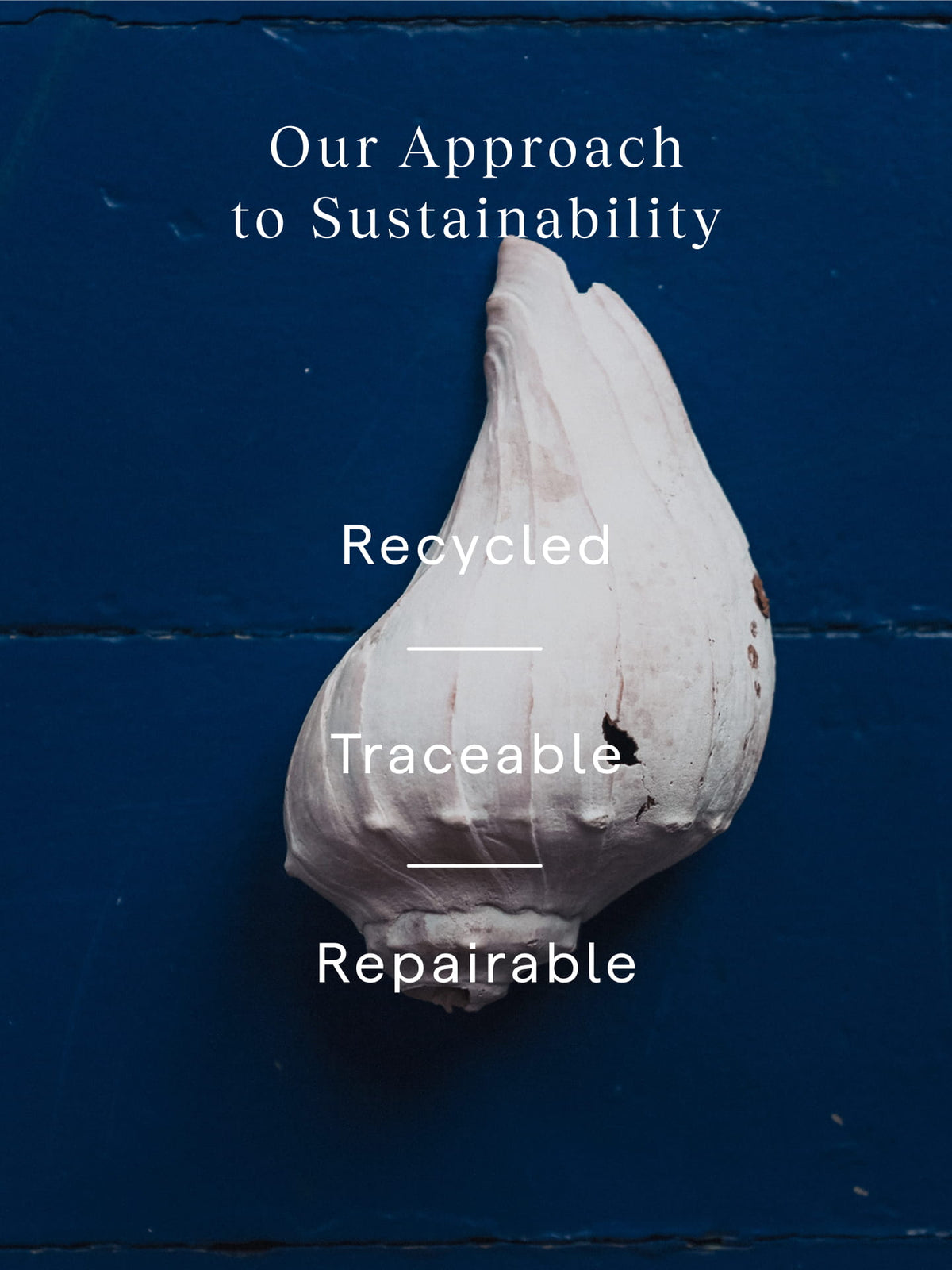 a white shell on a blue surface